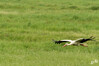 Dateiname=DSC_0214.JPG
Dateigröße=599KB
Abmessungen: 1200x800
hinzugefügt am: 15. Mai 2023 DSC_0214.JPG