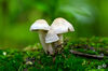 Dateiname=DSC_0246.jpg
Dateigröße=480KB
Abmessungen: 850x563
hinzugefügt am: 20. September 2019 DSC_0246.jpg