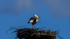 Dateiname=DSC_0248.JPG
Dateigröße=474KB
Abmessungen: 1200x675
hinzugefügt am: 24. März 2021 DSC_0248.JPG
