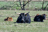 Dateiname=DSC_0260.JPG
Dateigröße=927KB
Abmessungen: 1200x800
hinzugefügt am: 26. März 2021 DSC_0260.JPG