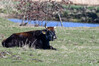 Dateiname=DSC_0270.JPG
Dateigröße=893KB
Abmessungen: 1200x800
hinzugefügt am: 01. April 2021 DSC_0270.JPG