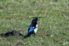 Dateiname=DSC_0284.JPG
Dateigröße=1023KB
Abmessungen: 1200x800
hinzugefügt am: 20. März 2021 DSC_0284.JPG