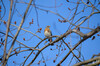 Dateiname=DSC_0296.JPG
Dateigröße=793KB
Abmessungen: 1200x795
hinzugefügt am: 15. Februar 2021 DSC_0296.JPG