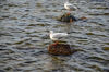 Dateiname=DSC_0320.jpg
Dateigröße=707KB
Abmessungen: 1024x678
hinzugefügt am: 10. Oktober 2018 DSC_0320.jpg
