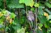 Dateiname=DSC_0329.JPG
Dateigröße=890KB
Abmessungen: 1200x795
hinzugefügt am: 22. Juli 2020 DSC_0329.JPG