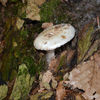 Dateiname=DSC_0343.jpg
Dateigröße=588KB
Abmessungen: 850x850
hinzugefügt am: 14. Oktober 2018 DSC_0343.jpg