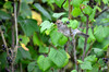 Dateiname=DSC_0344.JPG
Dateigröße=884KB
Abmessungen: 1200x795
hinzugefügt am: 22. Juli 2020 DSC_0344.JPG