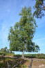Dateiname=DSC_0412.JPG
Dateigröße=1188KB
Abmessungen: 795x1200
hinzugefügt am: 12. September 2022 DSC_0412.JPG