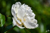 Dateiname=DSC_0434.JPG
Dateigröße=580KB
Abmessungen: 1200x800
hinzugefügt am: 30. Mai 2023 DSC_0434.JPG