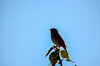 Dateiname=DSC_0441.JPG
Dateigröße=537KB
Abmessungen: 1200x795
hinzugefügt am: 23. Februar 2021 DSC_0441.JPG