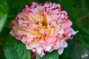 Dateiname=DSC_0482.JPG
Dateigröße=752KB
Abmessungen: 1200x800
hinzugefügt am: 04. Juni 2023 DSC_0482.JPG