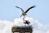 Dateiname=DSC_0495.JPG
Dateigröße=529KB
Abmessungen: 1200x800
hinzugefügt am: 27. März 2021 DSC_0495.JPG