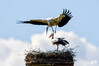 Dateiname=DSC_0496.JPG
Dateigröße=597KB
Abmessungen: 1200x800
hinzugefügt am: 26. März 2021 DSC_0496.JPG
