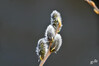 Dateiname=DSC_0566.JPG
Dateigröße=519KB
Abmessungen: 1200x800
hinzugefügt am: 20. März 2021 DSC_0566.JPG