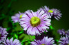 Dateiname=DSC_0932.JPG
Dateigröße=664KB
Abmessungen: 1200x795
hinzugefügt am: 28. August 2020 DSC_0932.JPG