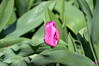 Dateiname=DSC_0932~0.JPG
Dateigröße=558KB
Abmessungen: 1200x800
hinzugefügt am: 15. April 2021 DSC_0932~0.JPG