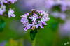 Dateiname=DSC_1271.JPG
Dateigröße=790KB
Abmessungen: 1200x795
hinzugefügt am: 13. Mai 2020 DSC_1271.JPG