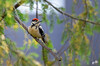 Dateiname=DSC_1527.JPG
Dateigröße=761KB
Abmessungen: 1200x795
hinzugefügt am: 10. Juni 2020 DSC_1527.JPG