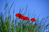 Dateiname=DSC_1545.JPG
Dateigröße=952KB
Abmessungen: 1200x800
hinzugefügt am: 13. Juni 2021 DSC_1545.JPG