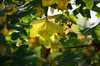 Dateiname=DSC_1579~0.JPG
Dateigröße=728KB
Abmessungen: 1200x795
hinzugefügt am: 11. November 2020 DSC_1579~0.JPG
