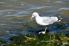 Dateiname=DSC_1585.JPG
Dateigröße=884KB
Abmessungen: 1200x800
hinzugefügt am: 17. Juni 2021 DSC_1585.JPG