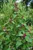 Dateiname=DSC_2194.JPG
Dateigröße=737KB
Abmessungen: 800x1200
hinzugefügt am: 14. Juli 2021 DSC_2194.JPG