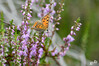 Dateiname=DSC_2386.JPG
Dateigröße=693KB
Abmessungen: 1200x800
hinzugefügt am: 01. August 2021 DSC_2386.JPG