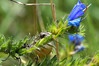 Dateiname=DSC_2487.JPG
Dateigröße=847KB
Abmessungen: 1200x799
hinzugefügt am: 05. August 2021 DSC_2487.JPG