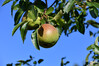 Dateiname=DSC_2982.JPG
Dateigröße=660KB
Abmessungen: 1200x800
hinzugefügt am: 30. Oktober 2021 DSC_2982.JPG