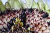 Dateiname=DSC_3077.JPG
Dateigröße=850KB
Abmessungen: 1200x800
hinzugefügt am: 18. September 2021 DSC_3077.JPG
