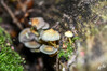 Dateiname=DSC_3210.JPG
Dateigröße=798KB
Abmessungen: 1200x800
hinzugefügt am: 21. Oktober 2021 DSC_3210.JPG