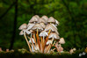 Dateiname=DSC_3215.JPG
Dateigröße=973KB
Abmessungen: 1200x800
hinzugefügt am: 21. Oktober 2021 DSC_3215.JPG
