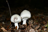 Dateiname=DSC_3219.JPG
Dateigröße=661KB
Abmessungen: 1200x800
hinzugefügt am: 27. Oktober 2021 DSC_3219.JPG