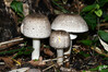 Dateiname=DSC_3224.JPG
Dateigröße=874KB
Abmessungen: 1200x800
hinzugefügt am: 22. Oktober 2021 DSC_3224.JPG