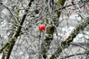 Dateiname=DSC_3919.JPG
Dateigröße=849KB
Abmessungen: 1200x800
hinzugefügt am: 22. Dezember 2021 DSC_3919.JPG
