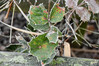 Dateiname=DSC_3925.JPG
Dateigröße=1035KB
Abmessungen: 1200x800
hinzugefügt am: 22. Dezember 2021 DSC_3925.JPG