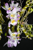 Dateiname=DSC_3992.JPG
Dateigröße=698KB
Abmessungen: 800x1200
hinzugefügt am: 14. Januar 2022 DSC_3992.JPG