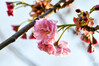 Dateiname=DSC_4774_01.JPG
Dateigröße=442KB
Abmessungen: 1200x800
hinzugefügt am: 27. März 2022 DSC_4774_01.JPG