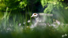 Dateiname=DSC_5187.JPG
Dateigröße=536KB
Abmessungen: 1200x675
hinzugefügt am: 23. Mai 2022 DSC_5187.JPG