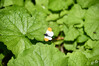 Dateiname=DSC_5482.JPG
Dateigröße=777KB
Abmessungen: 1200x800
hinzugefügt am: 28. Mai 2022 DSC_5482.JPG