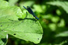 Dateiname=DSC_5559.JPG
Dateigröße=742KB
Abmessungen: 1200x800
hinzugefügt am: 30. Mai 2022 DSC_5559.JPG