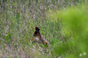 Dateiname=DSC_5875.JPG
Dateigröße=1033KB
Abmessungen: 1200x800
hinzugefügt am: 20. Juni 2022 DSC_5875.JPG