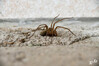 Dateiname=DSC_6188_01.JPG
Dateigröße=373KB
Abmessungen: 1200x800
hinzugefügt am: 12. Juli 2022 DSC_6188_01.JPG