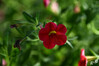 Dateiname=DSC_6496.JPG
Dateigröße=547KB
Abmessungen: 1200x800
hinzugefügt am: 02. August 2022 DSC_6496.JPG