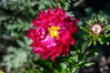 Dateiname=DSC_6721.JPG
Dateigröße=852KB
Abmessungen: 1200x800
hinzugefügt am: 18. August 2022 DSC_6721.JPG