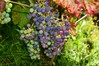 Dateiname=DSC_6738_01.JPG
Dateigröße=703KB
Abmessungen: 1200x800
hinzugefügt am: 09. August 2022 DSC_6738_01.JPG