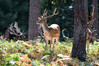 Dateiname=DSC_7115.JPG
Dateigröße=976KB
Abmessungen: 1200x800
hinzugefügt am: 30. September 2022 DSC_7115.JPG