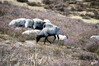Dateiname=DSC_7446.JPG
Dateigröße=1157KB
Abmessungen: 1200x800
hinzugefügt am: 02. September 2022 DSC_7446.JPG
