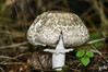 Dateiname=DSC_7800.JPG
Dateigröße=737KB
Abmessungen: 1200x800
hinzugefügt am: 28. September 2022 DSC_7800.JPG