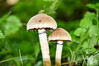Dateiname=DSC_7804.JPG
Dateigröße=802KB
Abmessungen: 1200x800
hinzugefügt am: 30. September 2022 DSC_7804.JPG